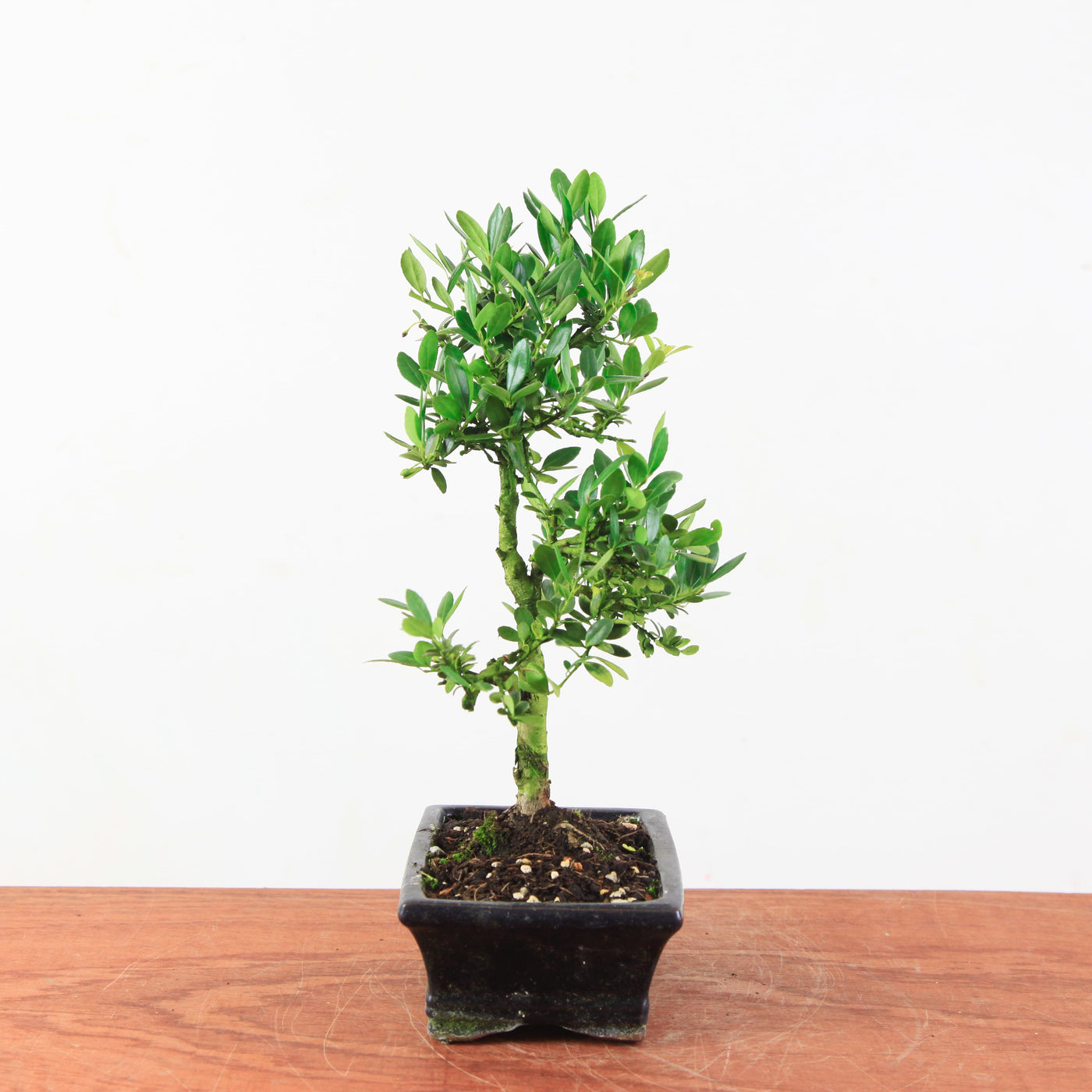 Bonsai Ilex crenata 'Japanse hulst'