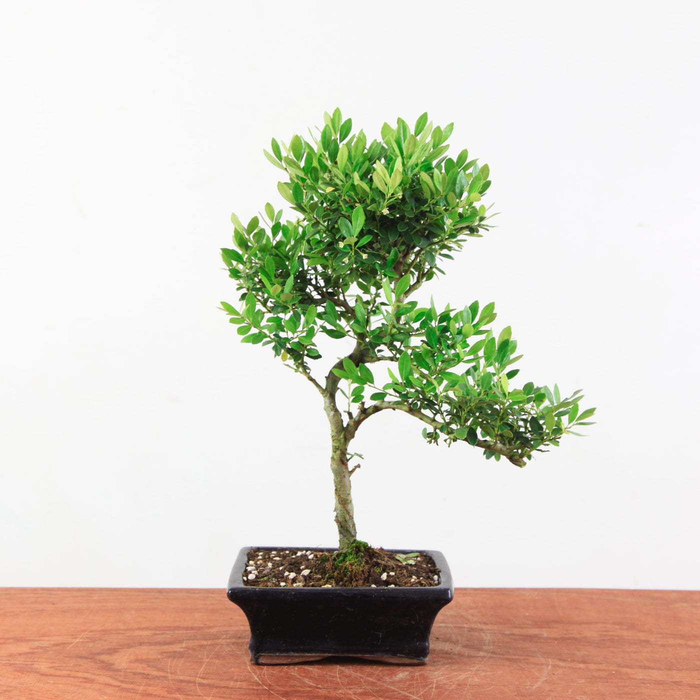 Bonsai Ilex crenata 'Japanse hulst'