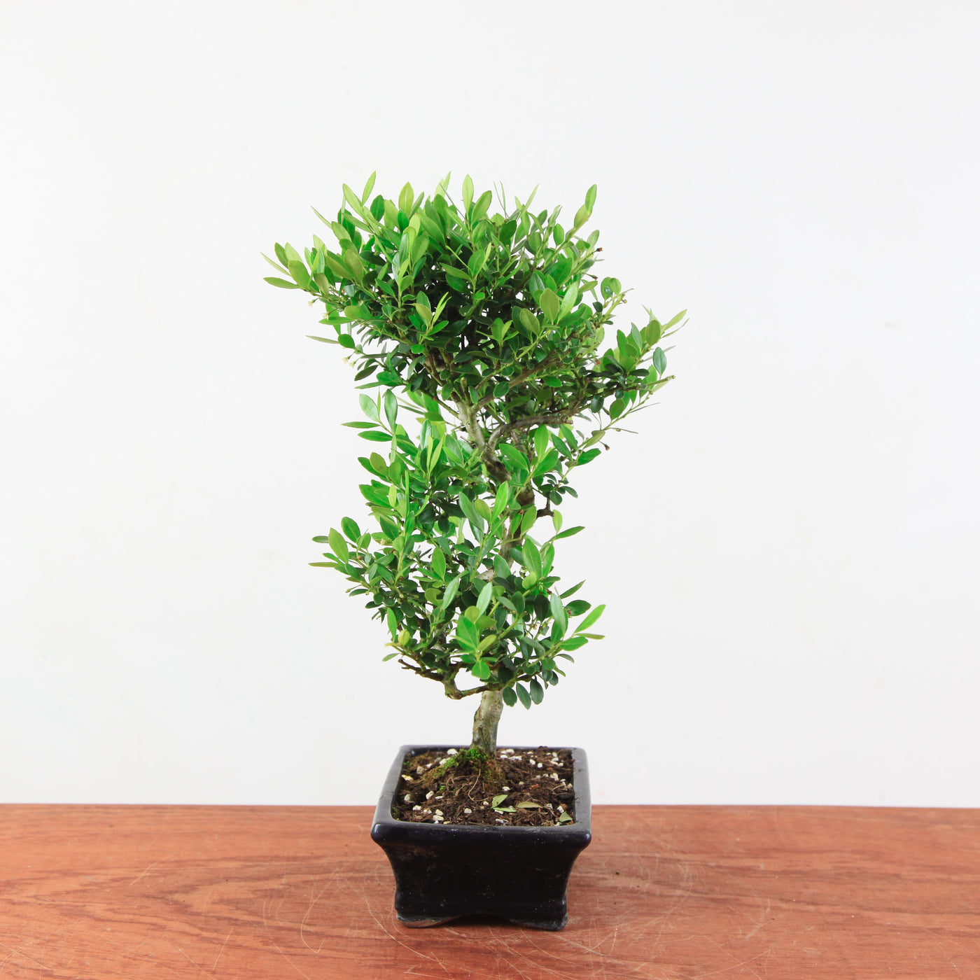 Bonsai Ilex crenata 'Japanse hulst'
