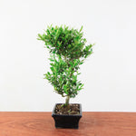 Bonsai Ilex crenata 'Japanse hulst'