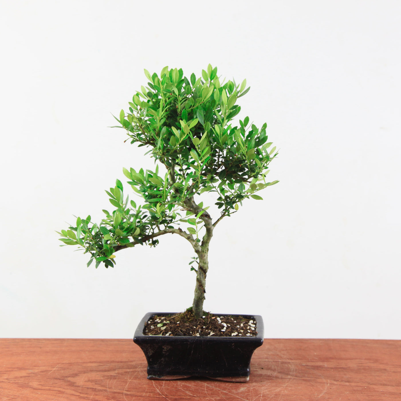 Bonsai Ilex crenata 'Japanse hulst'