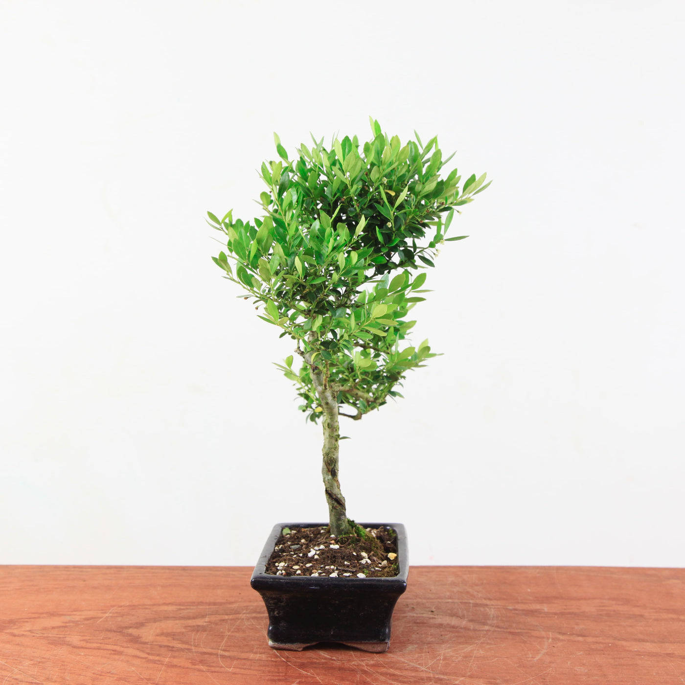Bonsai Ilex crenata 'Japanse hulst'