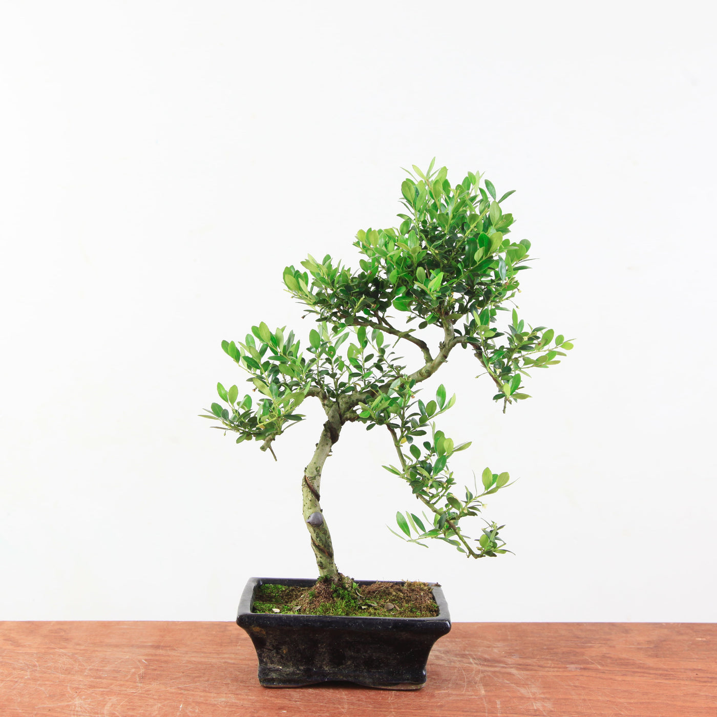 Bonsai Ilex crenata 'Japanse hulst'