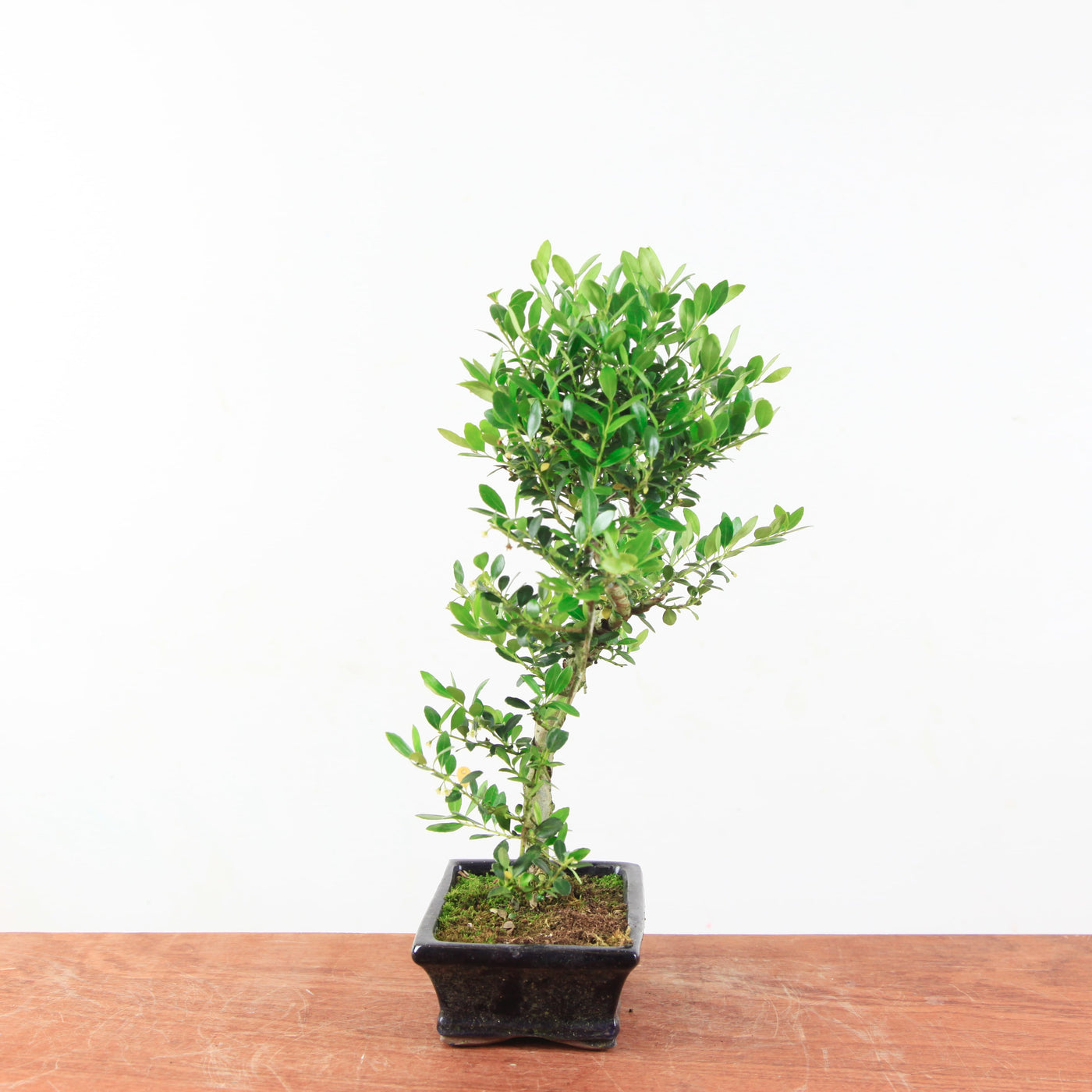 Bonsai Ilex crenata 'Japanse hulst'