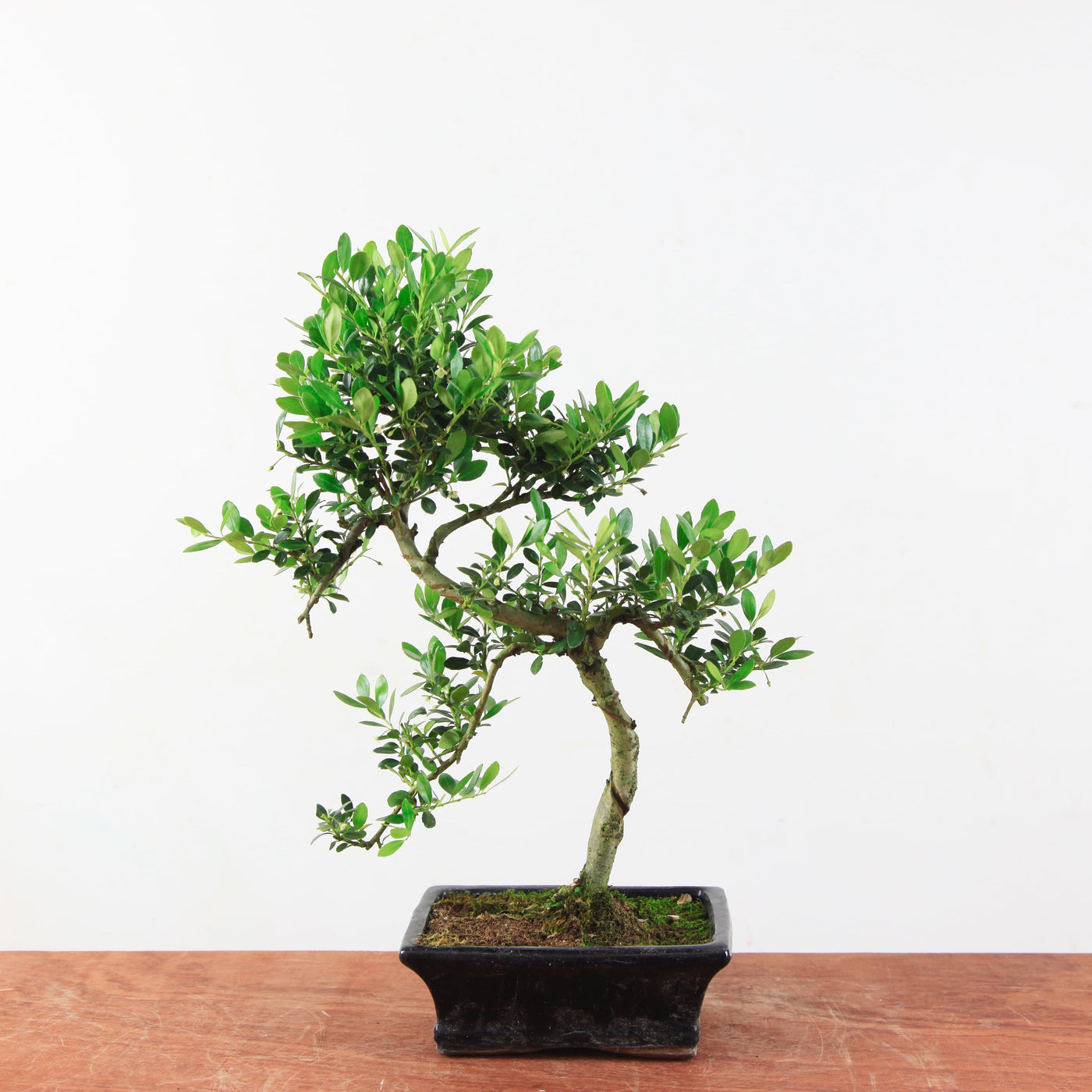 Bonsai Ilex crenata 'Japanse hulst'