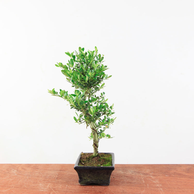 Bonsai Ilex crenata 'Japanse hulst'