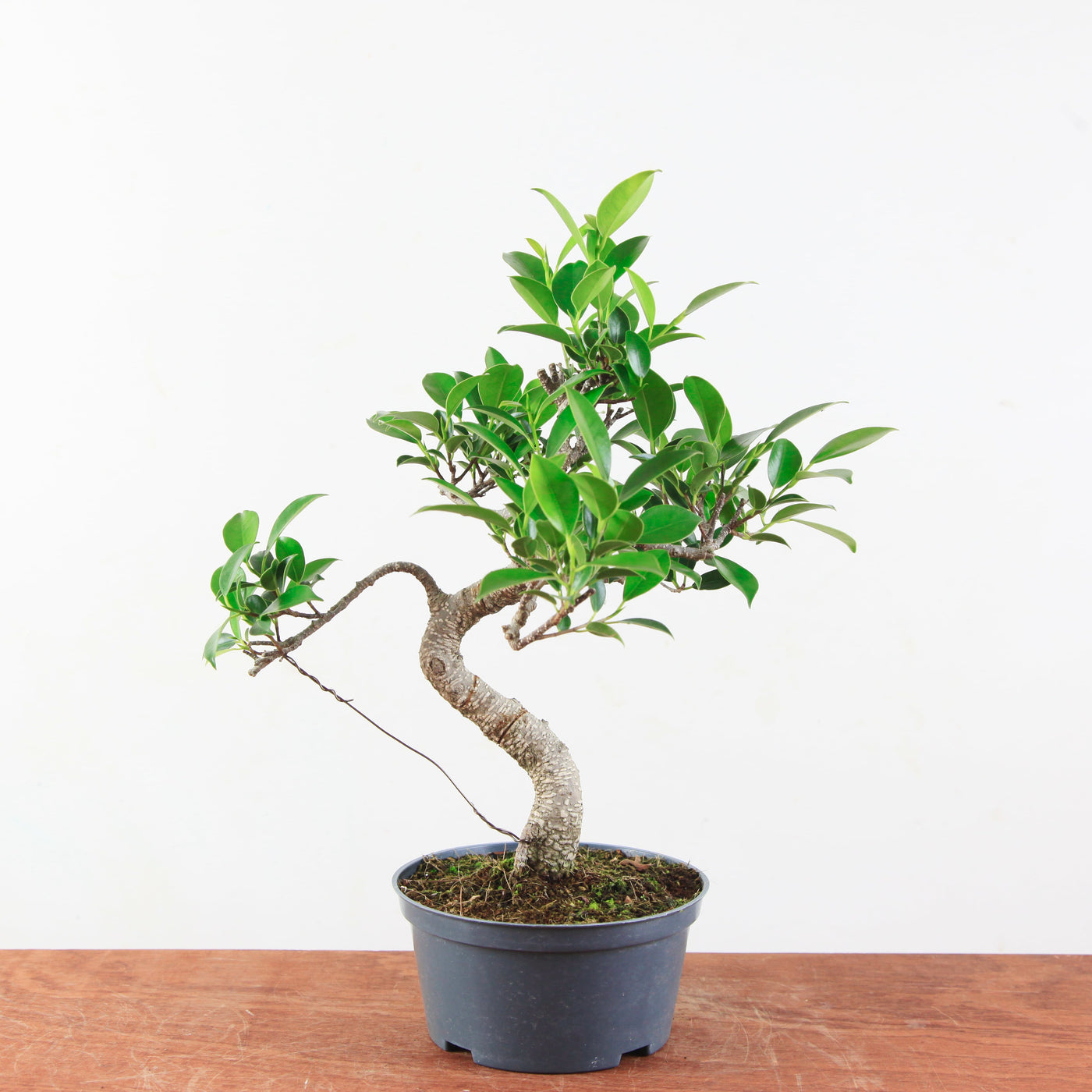 Bonsai Ficus Retusa 'binnen bonsai'