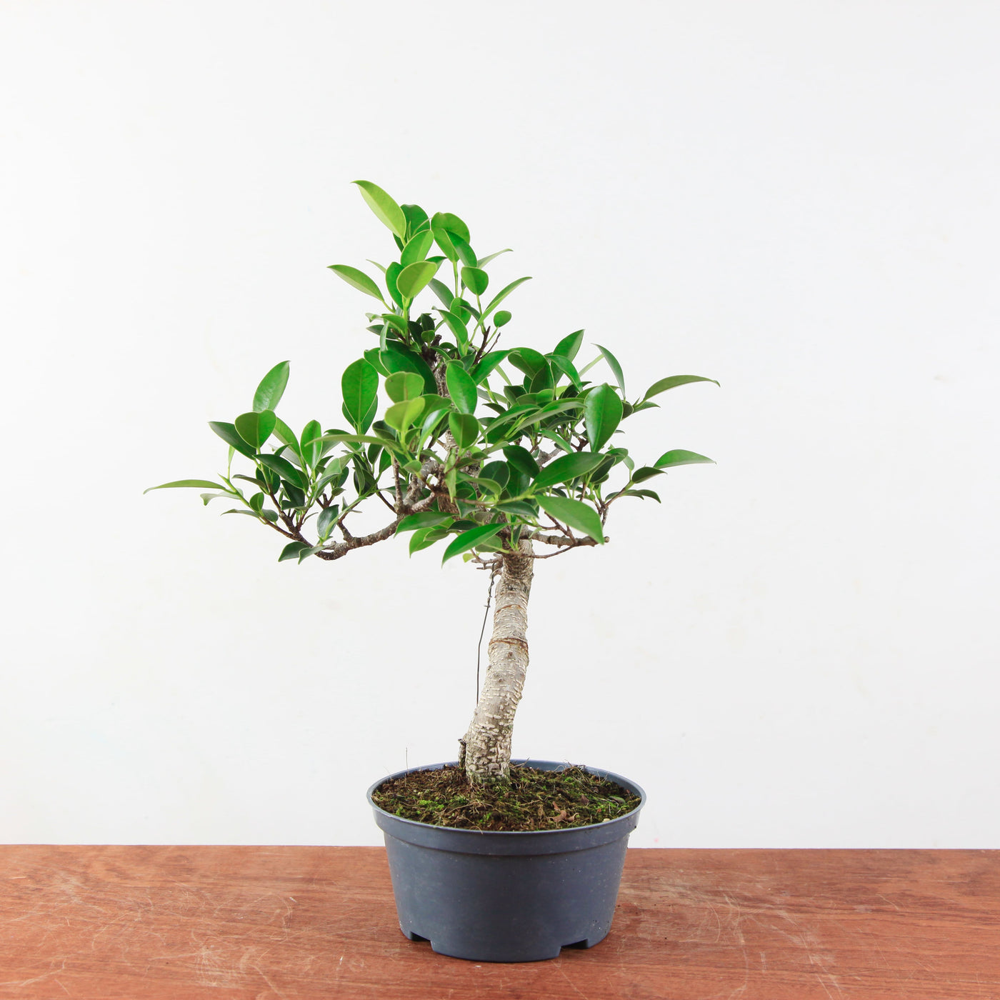 Bonsai Ficus Retusa 'binnen bonsai'