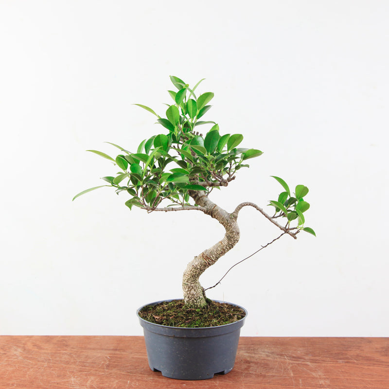 Bonsai Ficus Retusa 'binnen bonsai'