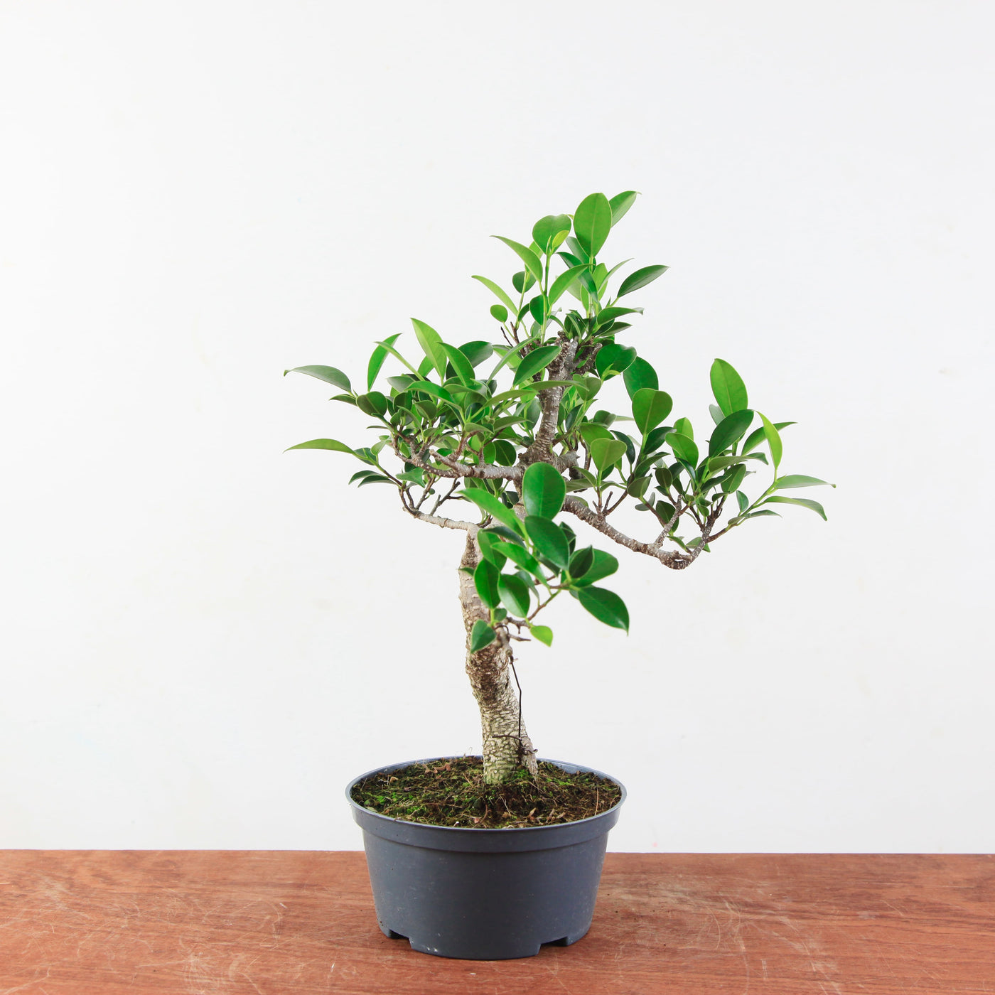 Bonsai Ficus Retusa 'binnen bonsai'