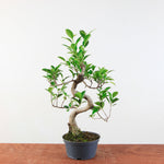 Bonsai Ficus Retusa 'binnen bonsai'