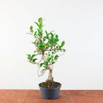 Bonsai Ficus Retusa 'binnen bonsai'
