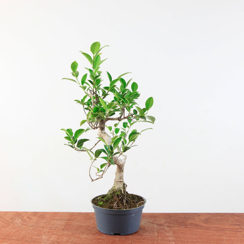 Bonsai Ficus Retusa 'binnen bonsai'