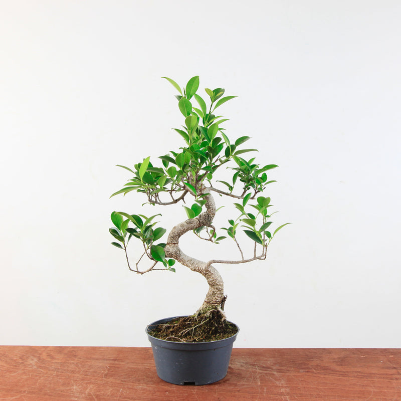 Bonsai Ficus Retusa 'binnen bonsai'