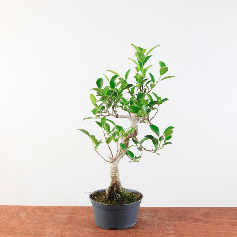 Bonsai Ficus Retusa 'binnen bonsai'
