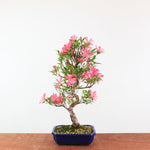 Bonsai Azalea 'De Satsuki' Hanabin