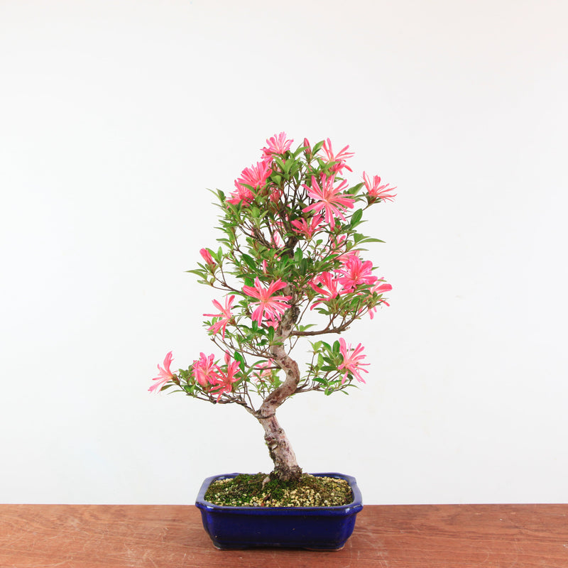 Bonsai Azalea 'De Satsuki' Hanabin