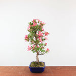 Bonsai Azalea 'De Satsuki' Hanabin