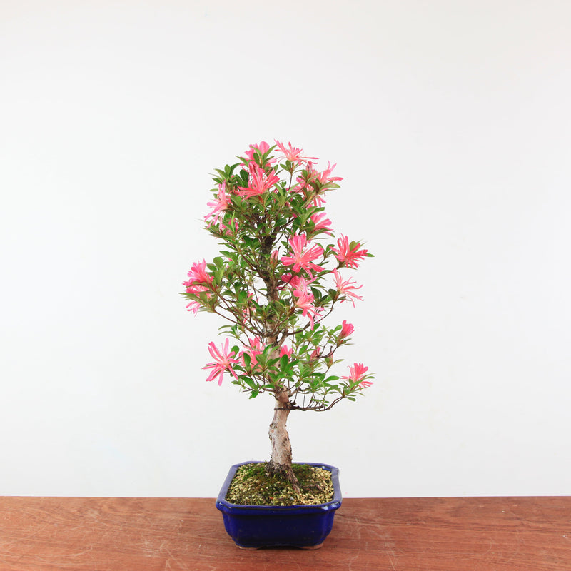 Bonsai Azalea 'De Satsuki' Hanabin