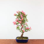 Bonsai Azalea 'De Satsuki' Hanabin