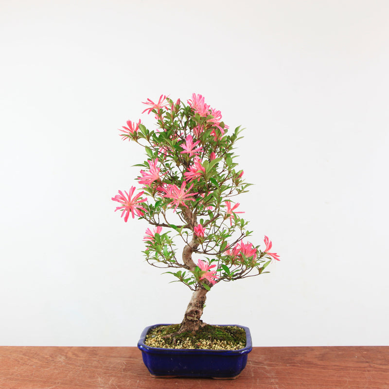 Bonsai Azalea 'De Satsuki' Hanabin