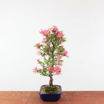 Bonsai Azalea 'De Satsuki' Hanabin