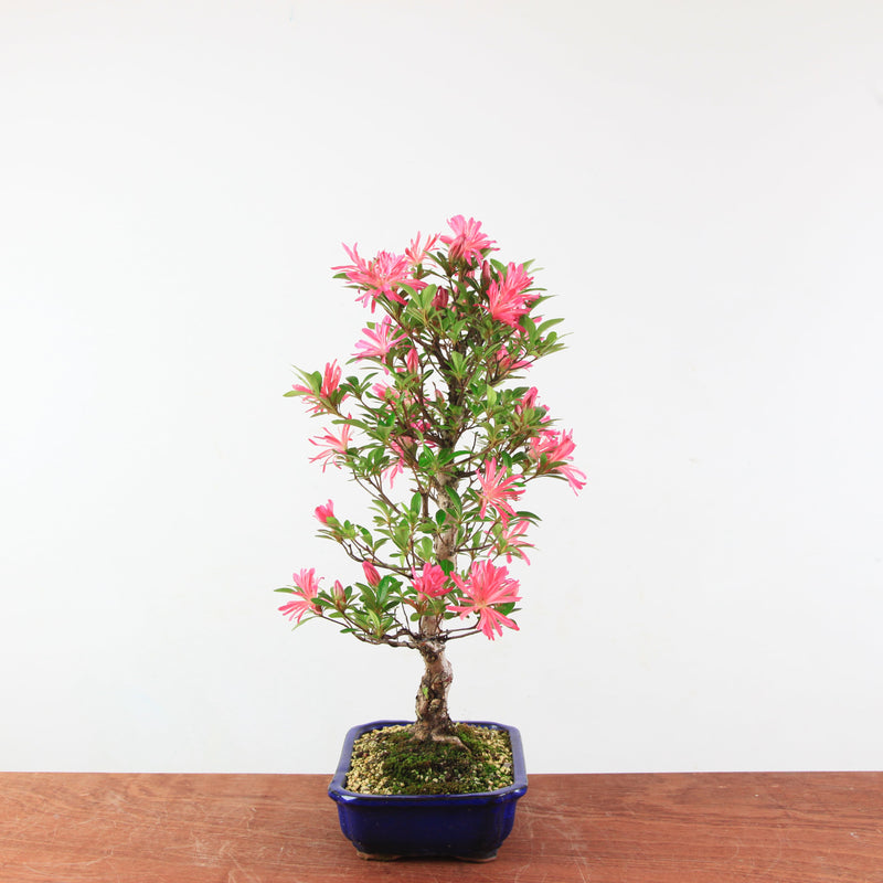 Bonsai Azalea 'De Satsuki' Hanabin