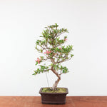 Bonsai Azalea 'De Satsuki' Hanabin