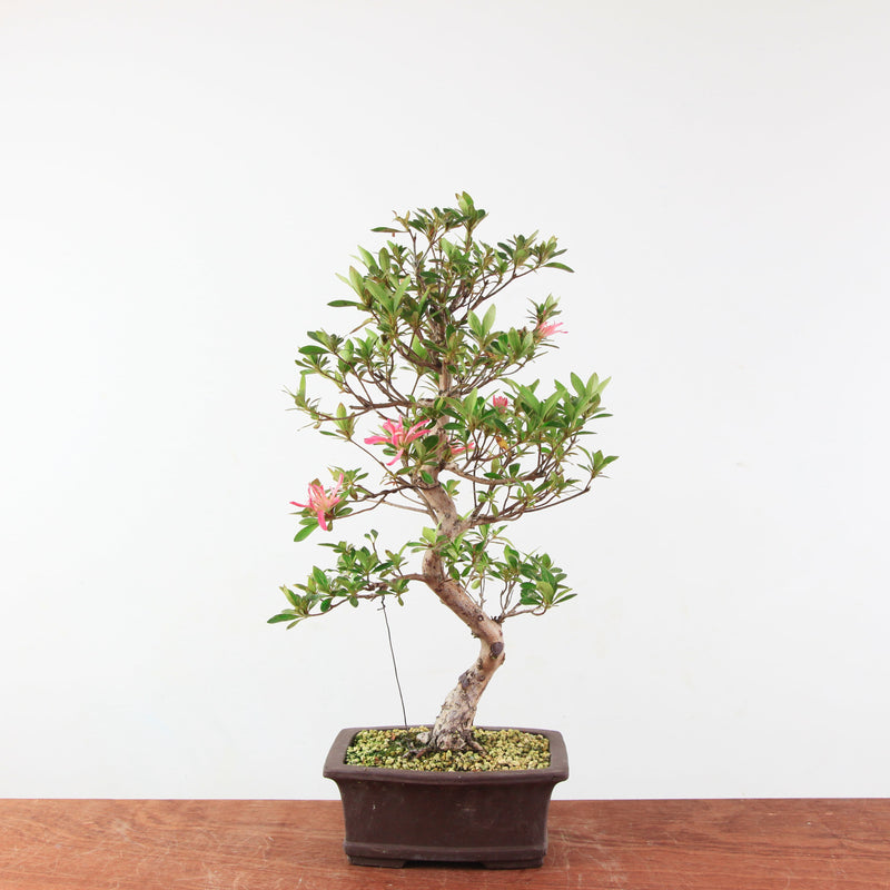 Bonsai Azalea 'De Satsuki' Hanabin