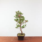 Bonsai Azalea 'De Satsuki' Hanabin