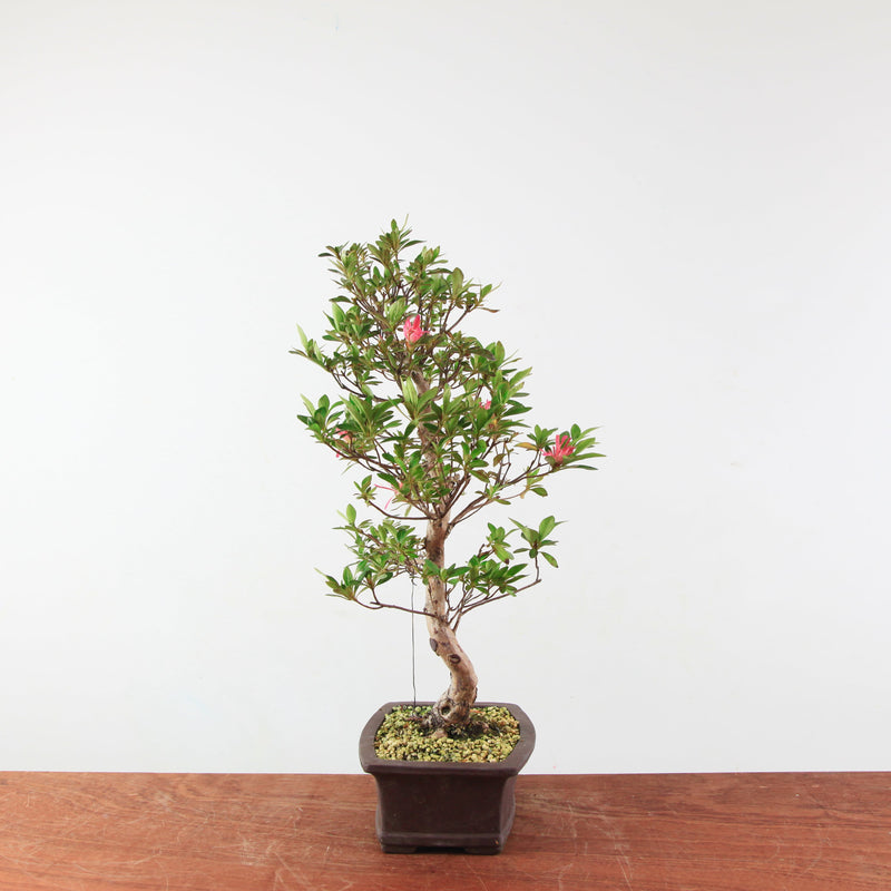 Bonsai Azalea 'De Satsuki' Hanabin