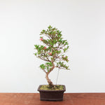 Bonsai Azalea 'De Satsuki' Hanabin