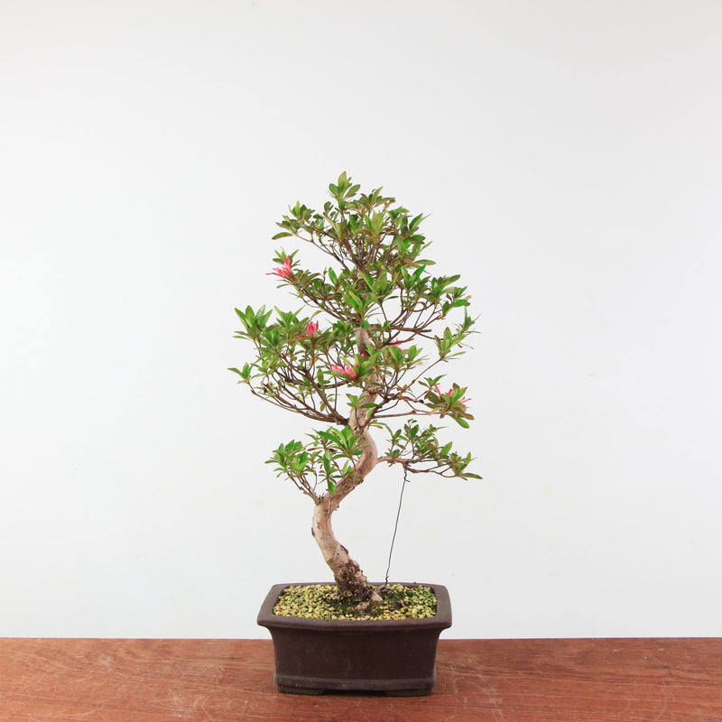 Bonsai Azalea 'De Satsuki' Hanabin