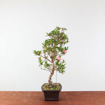 Bonsai Azalea 'De Satsuki' Hanabin