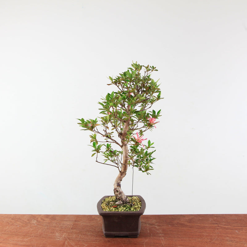Bonsai Azalea 'De Satsuki' Hanabin