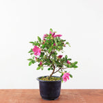 Bonsai Azalea 'De Satsuki'