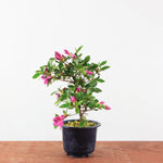 Bonsai Azalea 'De Satsuki'