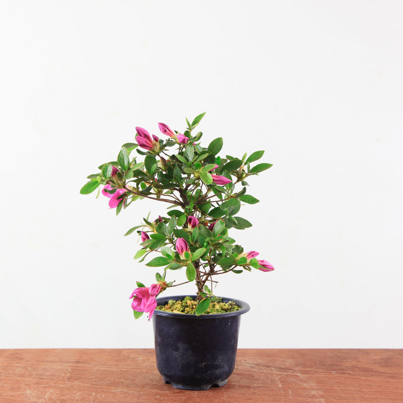 Bonsai Azalea 'De Satsuki'