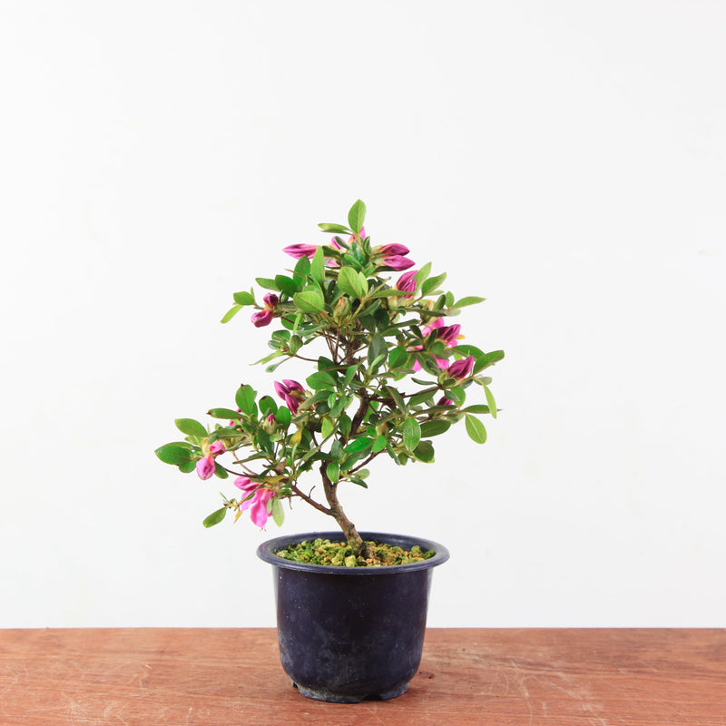 Bonsai Azalea 'De Satsuki'
