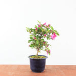 Bonsai Azalea 'De Satsuki'