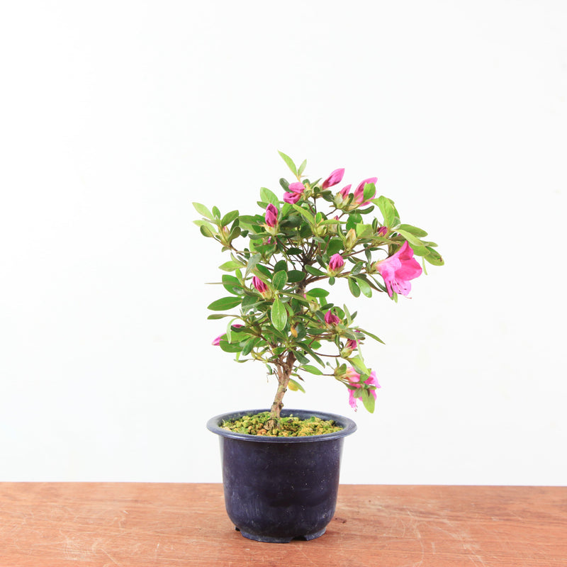 Bonsai Azalea 'De Satsuki'