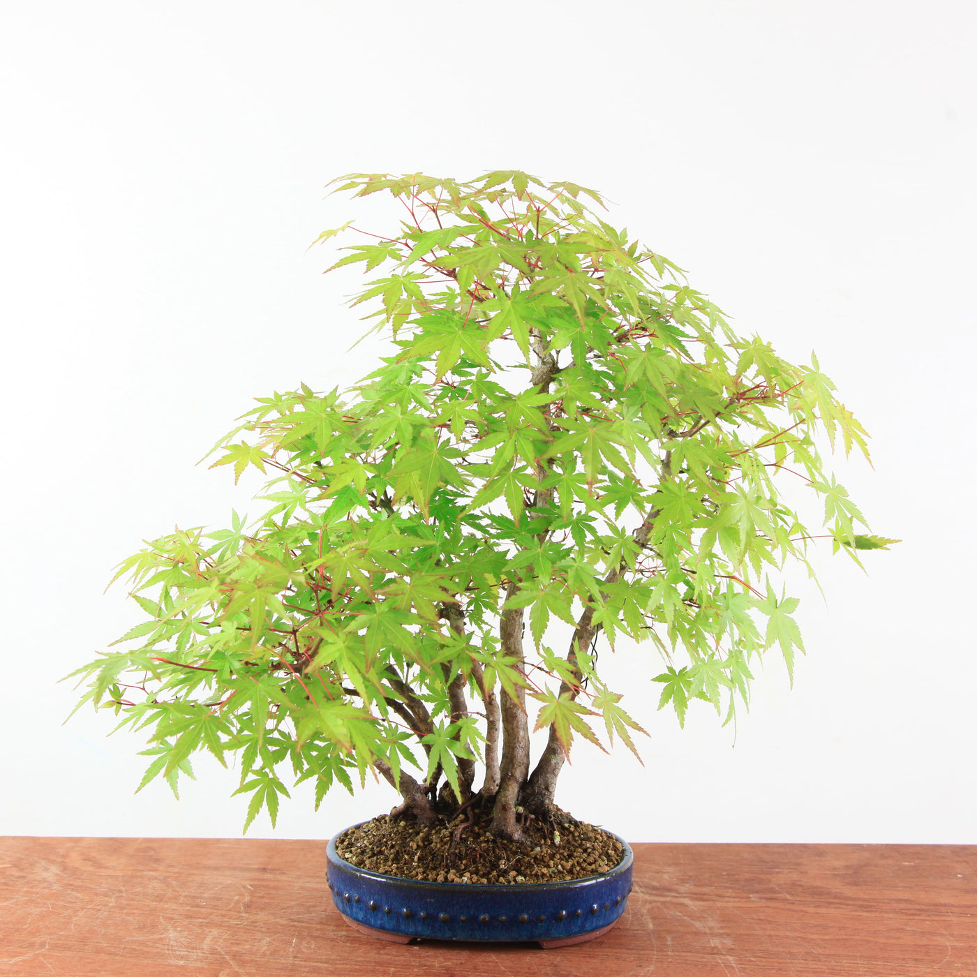Bonsai Acer Palmatum 'Japanse esdoorn'