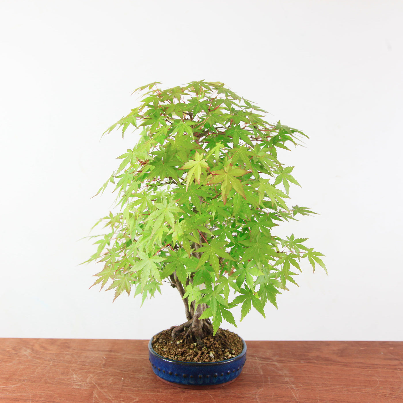 Bonsai Acer Palmatum 'Japanse esdoorn'