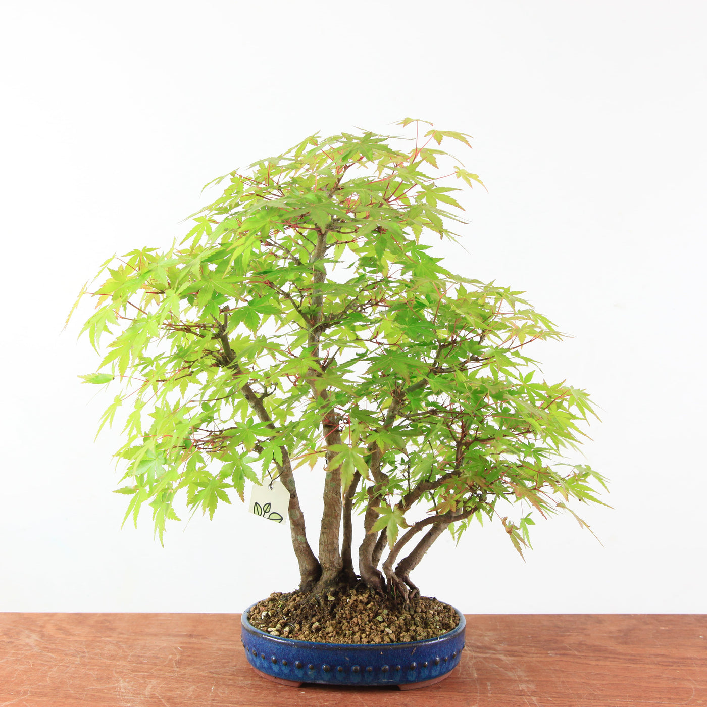 Bonsai Acer Palmatum 'Japanse esdoorn'