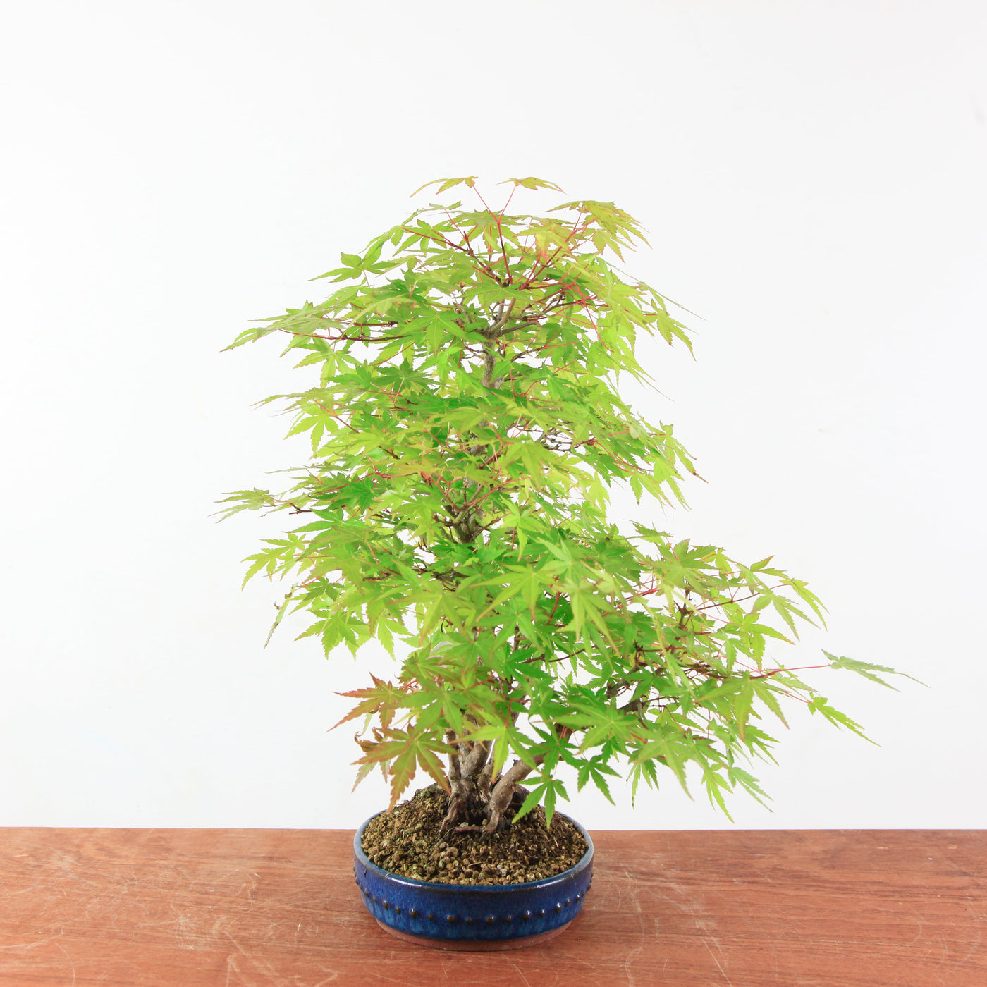 Bonsai Acer Palmatum 'Japanse esdoorn'