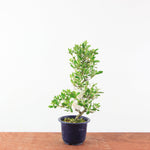 Bonsai Azalea 'De Satsuki' matsunami