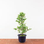 Bonsai Azalea 'De Satsuki' matsunami