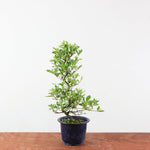 Bonsai Azalea 'De Satsuki' matsunami