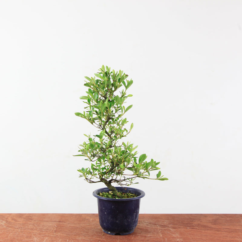 Bonsai Azalea 'De Satsuki' matsunami