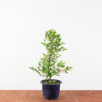 Bonsai Azalea 'De Satsuki' matsunami